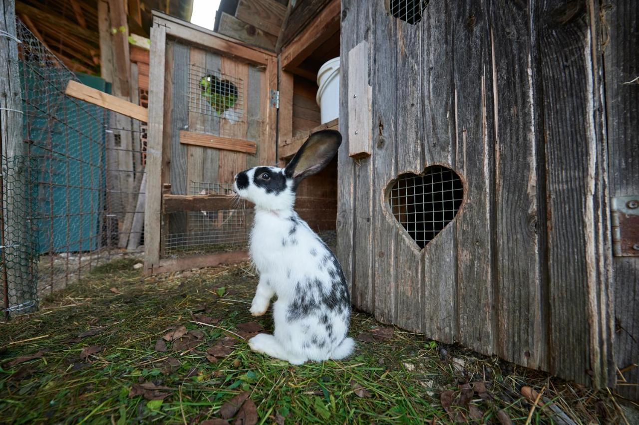 Tourist farm Kolar Villa Ljubno Dış mekan fotoğraf